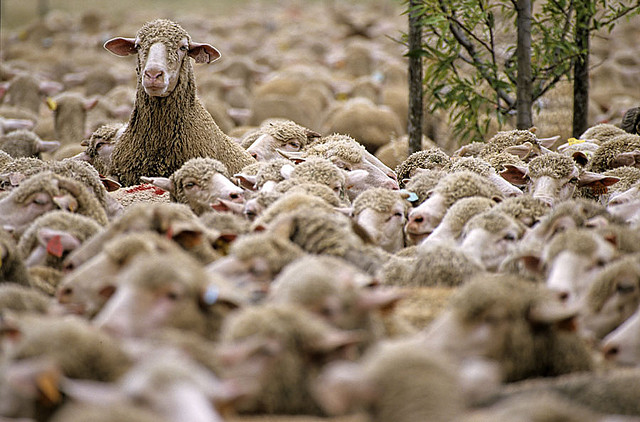One Vigilant Sheep